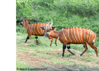 https://www.maraexpeditions.co.ke/3-days-climb-camping-le-satima-aberdare-national-park/