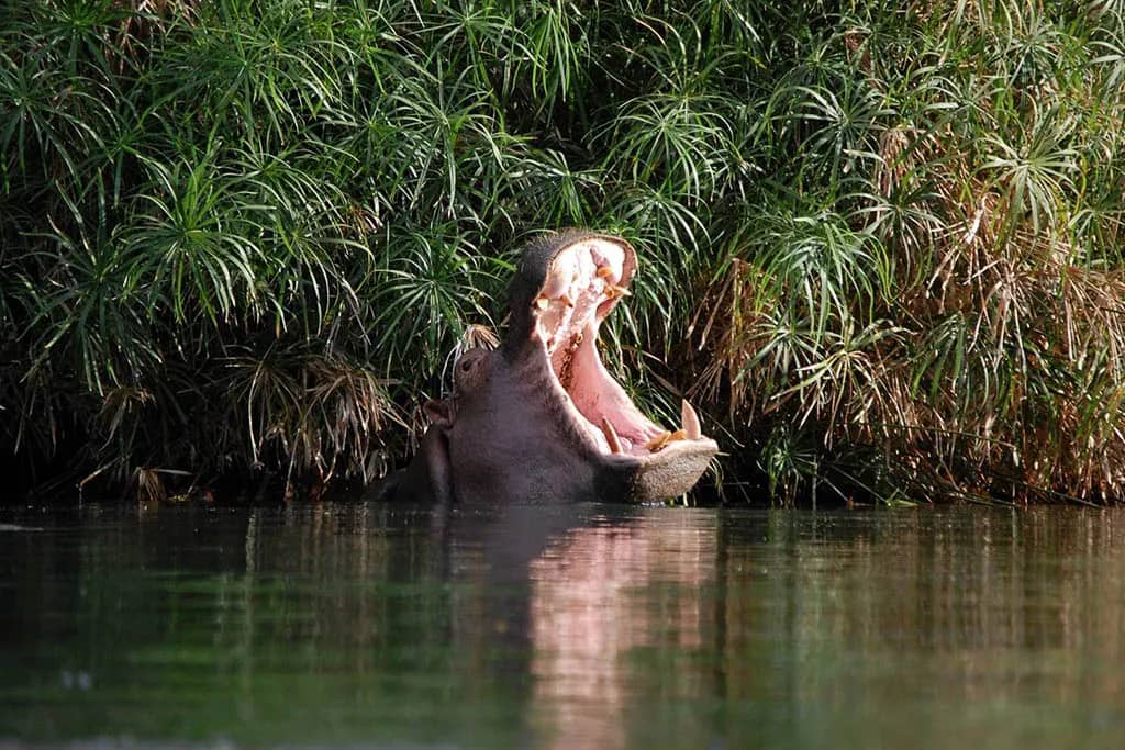 https://www.maraexpeditions.com/hippo-at-mzima-springs/